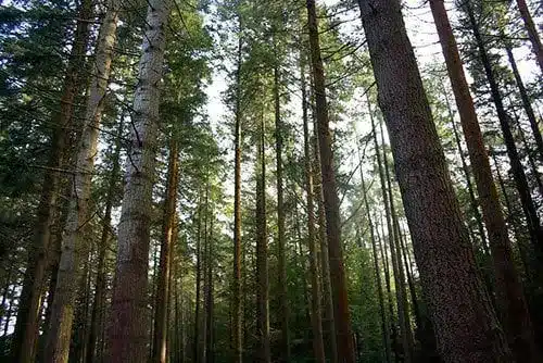 Forêt de pin Une foret de pin