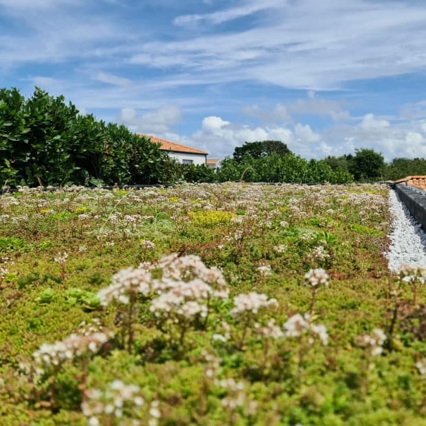 Toiture végétalisée extensive avec sédums en fleurs, intégrée à un bâtiment ou abri vélo, illustrant une solution écologique et esthétique pour l’urbanisme durable.